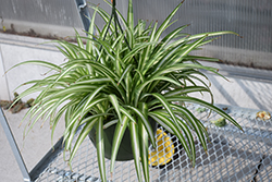 Vittatum Spider Plant (Chlorophytum comosum 'Vittatum') at A Very Successful Garden Center