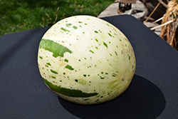 Ivory Gaya Melon (Cucumis melo var. inodorus 'Ivory Gaya') at A Very Successful Garden Center