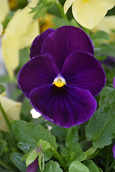 Freefall Deep Violet Pansy (Viola x wittrockiana 'Freefall Deep Violet') at A Very Successful Garden Center