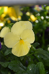 Delta Speedy Clear Yellow Pansy (Viola x wittrockiana 'Delta Speedy Clear Yellow') at Lakeshore Garden Centres