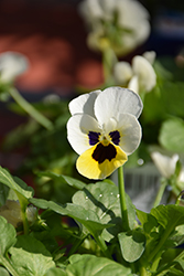 Sorbet XP Lemon Ice Blotch Pansy (Viola cornuta 'PAS975375') at A Very Successful Garden Center