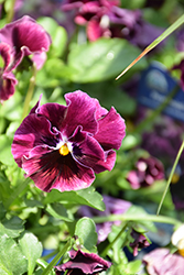 Frizzle Sizzle Mini Purple Shades Pansy (Viola cornuta 'Frizzle Sizzle Mini Purple Shades') at A Very Successful Garden Center