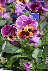 Frizzle Sizzle Mini Tapestry Pansy (Viola cornuta 'Frizzle Sizzle Mini Tapestry') at Lakeshore Garden Centres