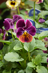 Sorbet Antique Shades Pansy (Viola 'PAS786643') at Stonegate Gardens