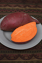 Red Garnet Sweet Potato (Ipomoea batatas 'Red Garnet') at A Very Successful Garden Center