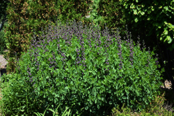 Twilite Prairieblues False Indigo (Baptisia 'Twilite') at Stonegate Gardens