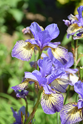 Banish Misfortune Iris (Iris sibirica 'Banish Misfortune') at Stonegate Gardens