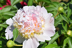 Top Brass Peony (Paeonia 'Top Brass') at Stonegate Gardens