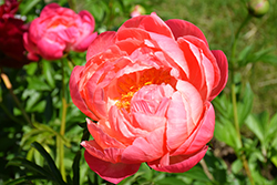 Coral Charm Peony (Paeonia 'Coral Charm') at The Mustard Seed