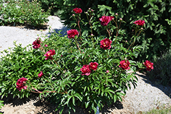 Cherry Hill Peony (Paeonia 'Cherry Hill') at A Very Successful Garden Center