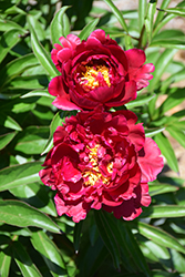 Cherry Hill Peony (Paeonia 'Cherry Hill') at Stonegate Gardens