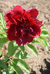 Henry Bockstoce Peony (Paeonia 'Henry Bockstoce') at A Very Successful Garden Center