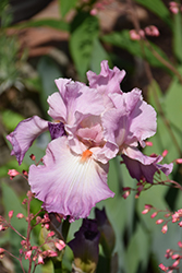 Cherub's Smile Iris (Iris 'Cherub's Smile') at A Very Successful Garden Center