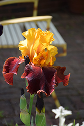 Supreme Sultan Iris (Iris 'Supreme Sultan') at Stonegate Gardens