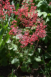 Firefly Coral Bells (Heuchera 'Firefly') at Lakeshore Garden Centres