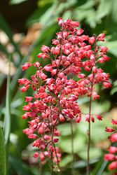 Firefly Coral Bells (Heuchera 'Firefly') at The Mustard Seed