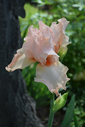 October Splendor Bearded Iris (Iris 'October Splendor') at Stonegate Gardens
