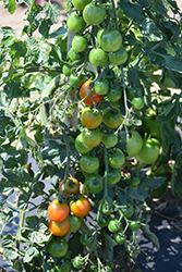 Lizzano Tomato (Solanum lycopersicum 'Lizzano') at A Very Successful Garden Center