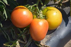 Oregon Spring Tomato (Solanum lycopersicum 'Oregon Spring') at A Very Successful Garden Center