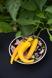 Golden Cayenne Hot Pepper (Capsicum annuum 'Golden Cayenne') at A Very Successful Garden Center