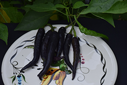 Cayenne Purple Hot Pepper (Capsicum annuum 'Cayenne Purple') at A Very Successful Garden Center