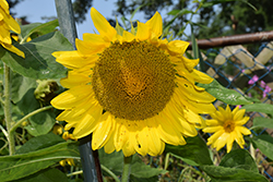 Black Russian Sunflower (Helianthus annuus 'Black Russian') at Lakeshore Garden Centres