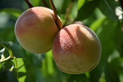 Stark Summer Pearl Peach (Prunus persica 'Stark Summer Pearl') at A Very Successful Garden Center