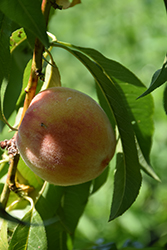 Bonanza Peach (Prunus persica 'Bonanza') at A Very Successful Garden Center