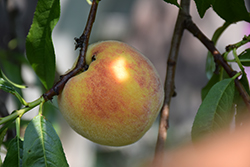 Stark Earliglo Peach (Prunus persica 'Stark Earliglo') at Lakeshore Garden Centres