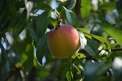 Harrow Diamond Peach (Prunus persica 'Harrow Diamond') at Lakeshore Garden Centres