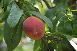 Earlystar Peach (Prunus persica 'Earlystar') at Stonegate Gardens