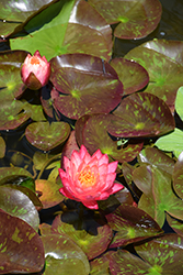 Wanvisa Hardy Water Lily (Nymphaea 'Wanvisa') at Stonegate Gardens