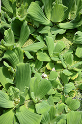 Water Lettuce (Pistia stratiotes) at A Very Successful Garden Center