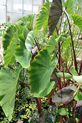 Rhubarb Elephant Ear (Colocasia esculenta 'Rhubarb') at A Very Successful Garden Center
