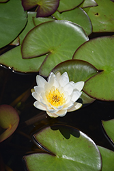 Marliacea Albida Hardy Water Lily (Nymphaea 'Marliacea Albida') at A Very Successful Garden Center