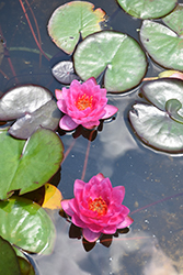 James Brydon Hardy Water Lily (Nymphaea 'James Brydon') at A Very Successful Garden Center