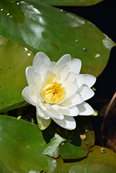 Fragrant Water Lily (Nymphaea odorata) at Lakeshore Garden Centres