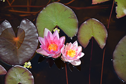 Joanne Pring Hardy Water Lily (Nymphaea 'Joanne Pring') at A Very Successful Garden Center