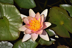 Sioux Hardy Water Lily (Nymphaea 'Sioux') at Stonegate Gardens