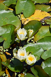 Dwarf White Hardy Water Lily (Nymphaea candida) at A Very Successful Garden Center