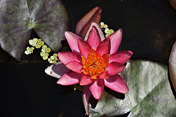 Sultan Hardy Water Lily (Nymphaea 'Sultan') at A Very Successful Garden Center