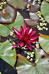 Hidden Violet Hardy Water Lily (Nymphaea 'Hidden Violet') at A Very Successful Garden Center