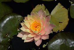 Peaches and Cream Hardy Water Lily (Nymphaea 'Peaches and Cream') at A Very Successful Garden Center