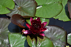 Almost Black Hardy Water Lily (Nymphaea 'Almost Black') at Stonegate Gardens