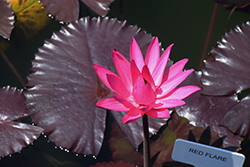 Red Flare Tropical Water Lily (Nymphaea 'Red Flare') at A Very Successful Garden Center