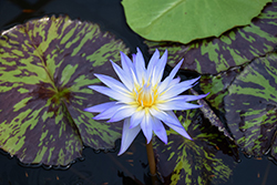 Star of Siam Tropical Water Lily (Nymphaea 'Star of Siam') at A Very Successful Garden Center