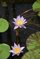 Southern Charm Tropical Water Lily (Nymphaea 'Southern Charm') at A Very Successful Garden Center