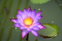 Lindsey Woods Tropical Water Lily (Nymphaea 'Lindsey Woods') at Lakeshore Garden Centres