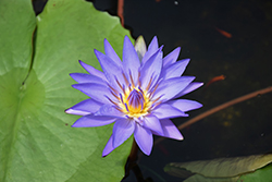 Blue Triumph Tropical Water Lily (Nymphaea 'Blue Triumph') at Stonegate Gardens