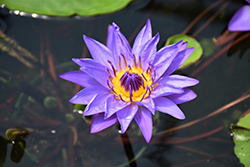 Director George T. Moore Tropical Water Lily (Nymphaea 'Director George T. Moore') at A Very Successful Garden Center